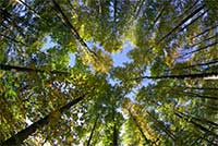 Bois et forêts, un patrimoine à valoriser - La lettre des notaires de France - Février 2018